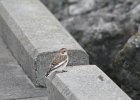 Snow Bunting (1)