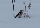 Snow Bunting (12)