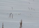Snow Bunting (13)