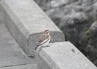 Snow Bunting (2)