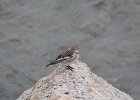 Snow Bunting (5)