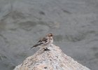 Snow Bunting (6)