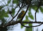 Blue-winged Warbler (1)