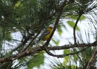 Blue-winged Warbler (10)