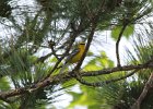 Blue-winged Warbler (12)