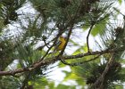 Blue-winged Warbler (15)