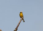 Blue-winged Warbler (16)