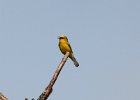Blue-winged Warbler (17)