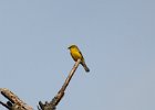 Blue-winged Warbler (18)