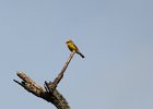 Blue-winged Warbler (19)