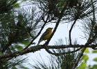 Blue-winged Warbler (20)