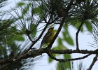 Blue-winged Warbler (21)