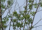 Blue-winged Warbler (25)