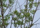 Blue-winged Warbler (26)