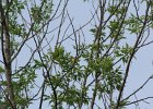 Blue-winged Warbler (27)