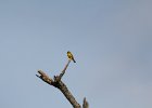 Blue-winged Warbler (28)