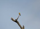 Blue-winged Warbler (29)