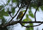 Blue-winged Warbler (3)