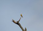 Blue-winged Warbler (31)