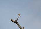 Blue-winged Warbler (33)