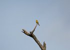 Blue-winged Warbler (35)