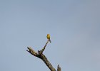 Blue-winged Warbler (36)