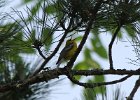 Blue-winged Warbler (4)