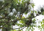 Blue-winged Warbler (43)