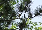 Blue-winged Warbler (49)