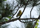 Blue-winged Warbler (5)