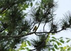 Blue-winged Warbler (51)