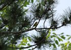 Blue-winged Warbler (52)