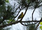 Blue-winged Warbler (6)