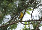 Blue-winged Warbler (7)