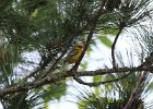 Blue-winged Warbler (8)