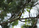 Blue-winged Warbler (9)