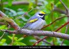 075 - 791 Golden-winged Warbler