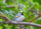 Golden-winged Warbler (1)