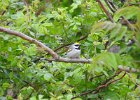 Golden-winged Warbler (10)