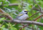 Golden-winged Warbler (3)