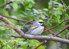 Golden-winged Warbler (4)