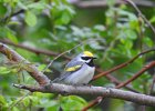 Golden-winged Warbler (5)