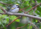 Golden-winged Warbler (6)