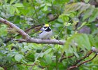 Golden-winged Warbler (7)