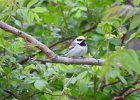 Golden-winged Warbler (9)