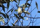 075 - 792 Tennessee Warbler