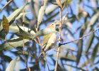 102Tennessee Warbler