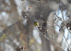 Orange-crowned Warbler (9)