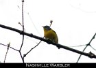 075 - 794 Nashville Warbler