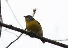 101Nashville Warbler